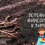 Jak a kdy streamovat hrozny na zimu